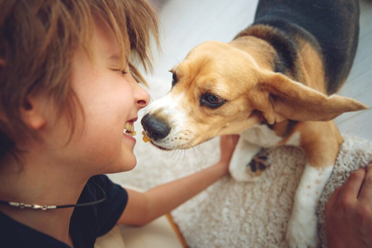 Pet Custody in Florida Divorce